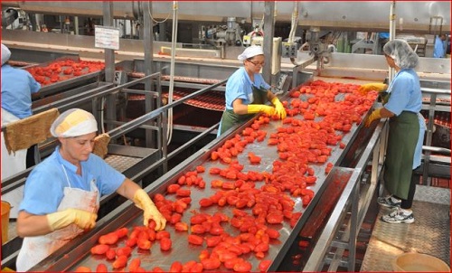 industria trasformazione pomodoro