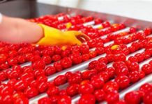 Mutti, assunzioni in Campania per la campagna pomodoro 2024 Mutti